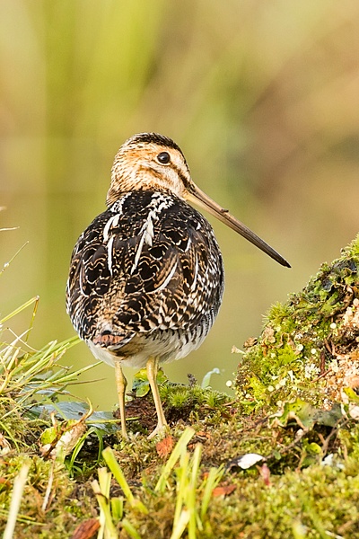 Wilson's Snipe-13-Edit - Plovers and Allies Slideshow - Lynda Goff Photography