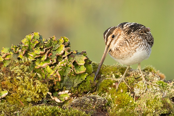Wilson's Snipe-15 - Plovers and Allies Slideshow - Lynda Goff Photography