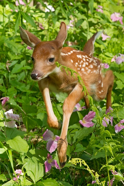 White-tailed Fawn in Trillium 2 - Lynda Goff Photography 