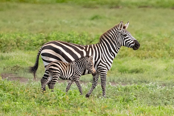 Zebra and colt - Lynda Goff Photography 