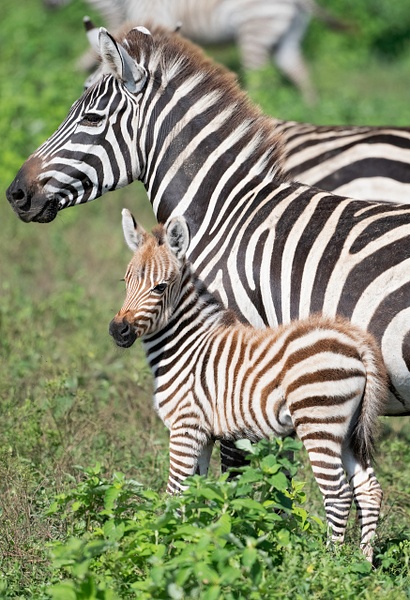 Zebra and colt - Baby Animals - Lynda Goff Photography