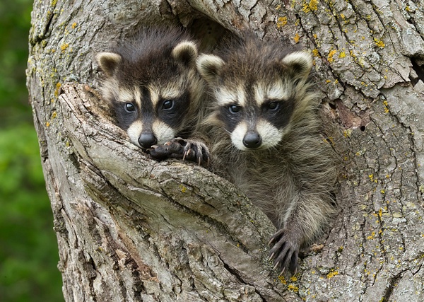 Raccoon  Juveniles in Tree - Lynda Goff Photography