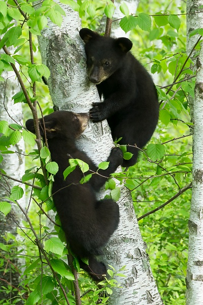 Black Bear Cubs in Spring forest - Baby Animals - Lynda Goff Photography 