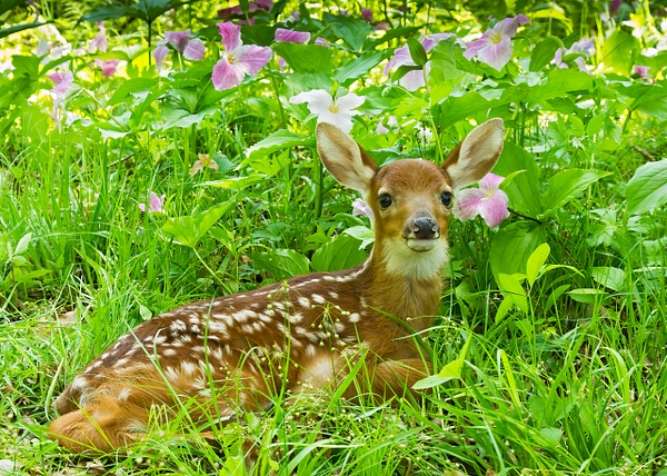 White-tailed Fawn in Trillium 1 - Baby Animals - Lynda Goff Photography