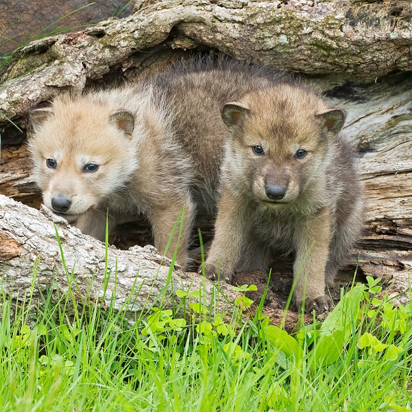 Wolf cubs - Baby Animals - Lynda Goff Photography