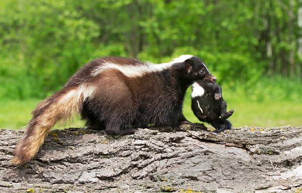 Skunk moving her kits - Baby Animals - Lynda Goff Photography