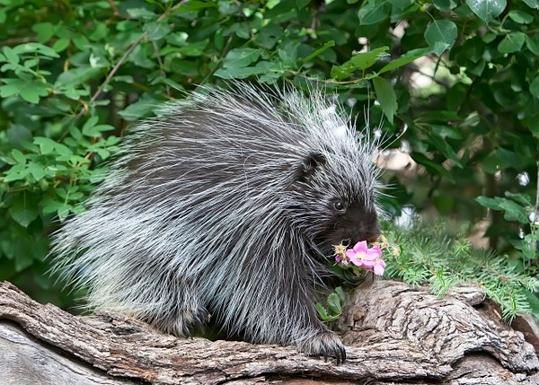 Porcupine juvenile easing wild rose - Lynda Goff Photography