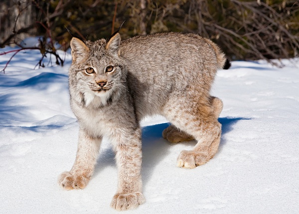Canadian Lynx first year cat - Baby Animals - Lynda Goff Photography
