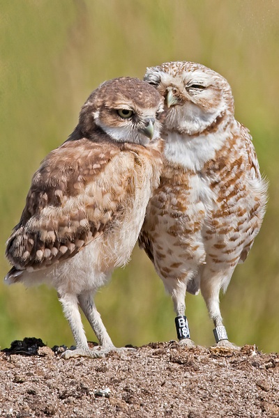 Burrowing Owl banded male and juvenile - Lynda Goff Photography 