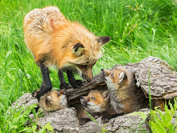 Red Fox checking up on three pups - Lynda Goff Photography