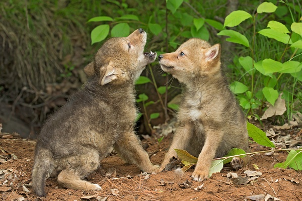 Coyote pups practicing howling - Baby Animals - Lynda Goff Photography