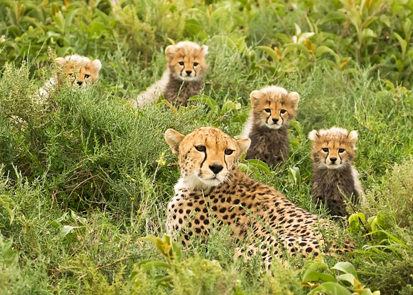 Cheetah with her 4 young cubs - Lynda Goff Photography 