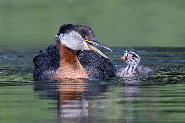 Red-necked Grebe and young chick - Lynda Goff Photography 