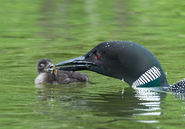 Common Loon feeding 2 day old chick - Lynda Goff Photography