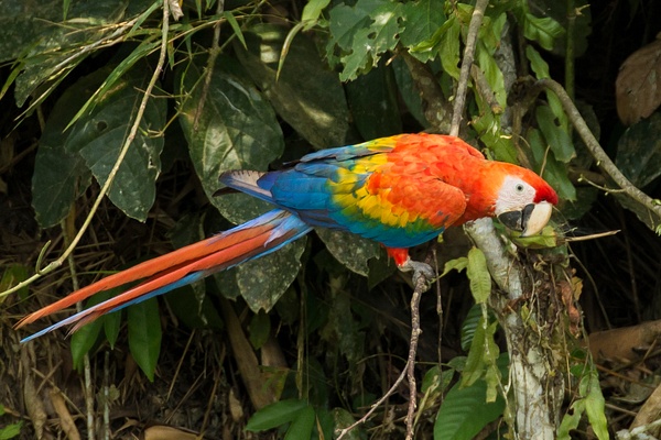 Scarlet Macaw-23 - Lynda Goff Photography