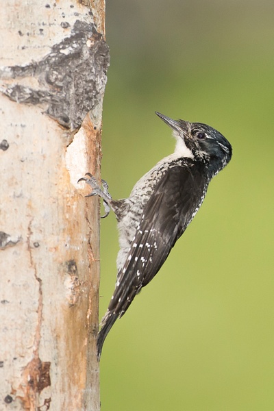 Three-toed Woodpecker-8 - Lynda Goff Photography