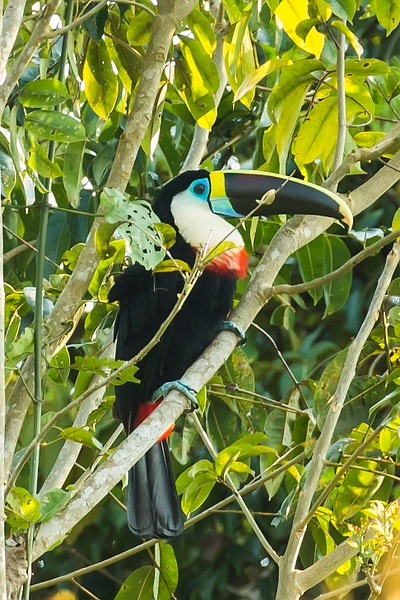White-throated Toucan-17 - Toucans &amp;amp; Allies Slideshow - Lynda Goff Photography 