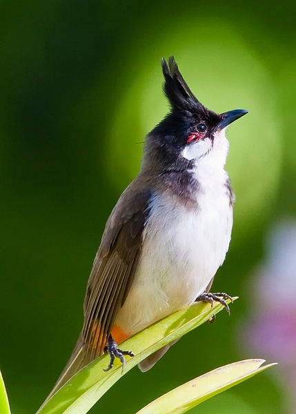 Red Whiskered Bulbul-1 - Lynda Goff Photography