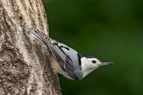 White-breasted Nuthatch-41 - Lynda Goff Photography