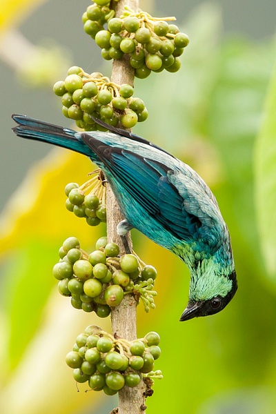 Black-capped Tanager-59 - Lynda Goff Photography