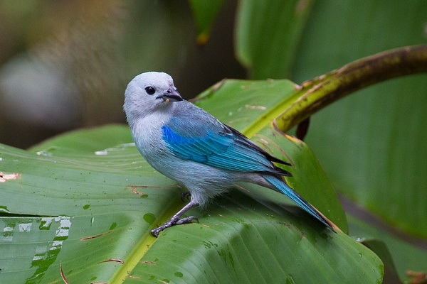 Blue-gray Tanager-122 - Lynda Goff Photography