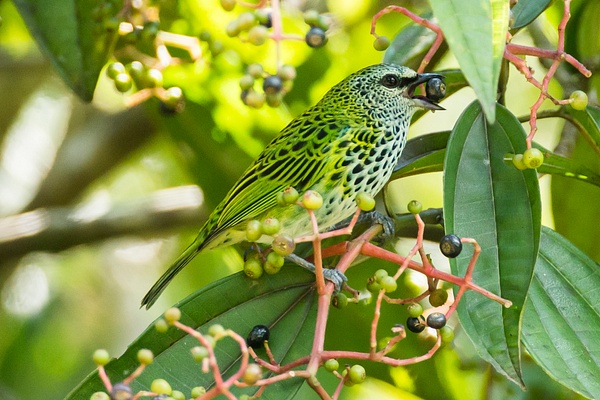 Spotted Tanager-5 - Lynda Goff Photography
