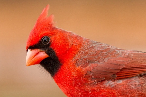 Northern Cardinal male-42 - Lynda Goff Photography
