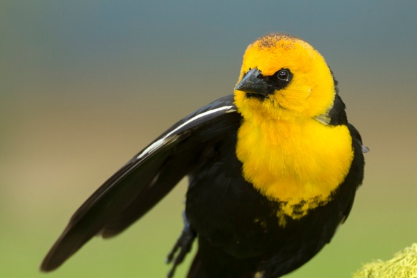 Yellow-headed Blackbird-32 - Lynda Goff Photography
