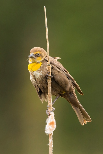 Yellow-headed Blackbird-45 - Lynda Goff Photography