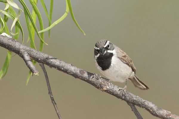 Black-throated Sparrow-15-2 - Lynda Goff Photography