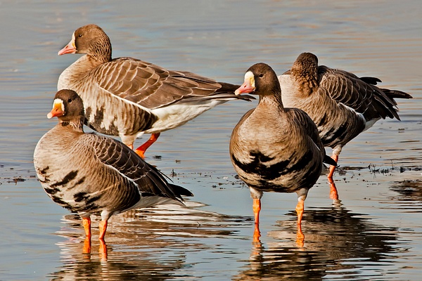 Greater White-fronted Goose-7 - Lynda Goff Photography
