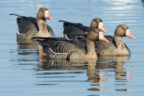 Greater White-fronted Goose-23 - Lynda Goff Photography