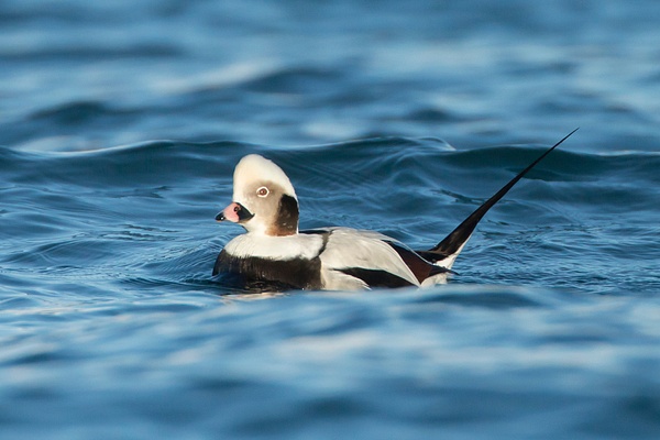 Long-tailed Duck-2 - Lynda Goff Photography