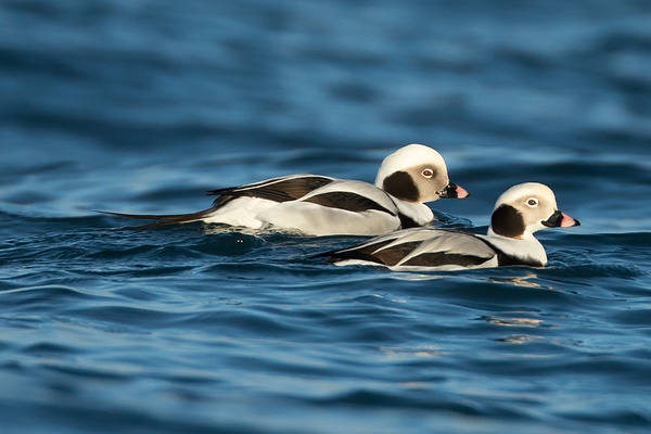 Long-tailed Duck-9 - Lynda Goff Photography