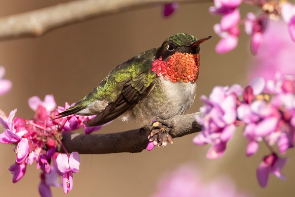 Ruby-throated Hummingbird - Lynda Goff Photography