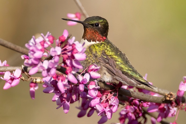 Ruby-throated Hummingbird - Ohio Spring Migration 2022 - Lynda Goff Photography