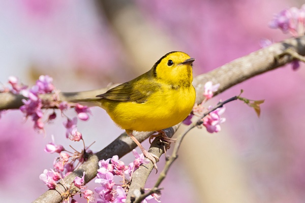 Hooded Warbler - Female - Ohio Spring Migration 2022 - Lynda Goff Photography 