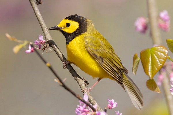 Hooded Warbler - Ohio Spring Migration 2022 - Lynda Goff Photography