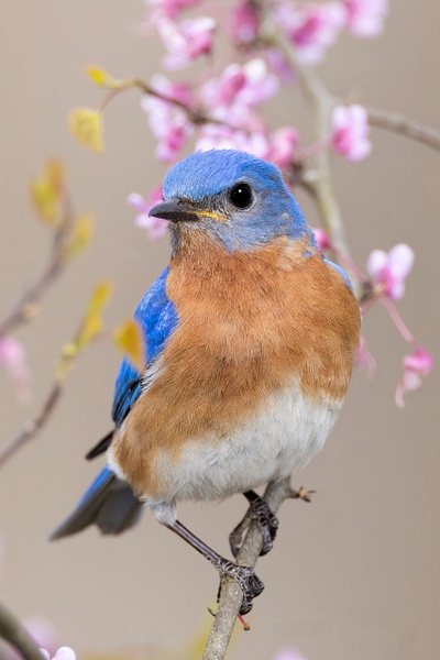 Eastern Bluebird - Ohio Spring Migration 2022 - Lynda Goff Photography 