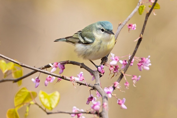 Cerulean Warbler - Female - Ohio Spring Migration 2022 - Lynda Goff Photography