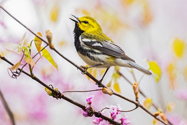 Black-throated Green Warbler - Ohio Spring Migration 2022 - Lynda Goff Photography