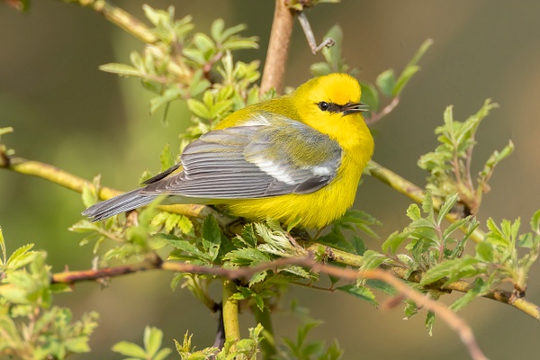 Blue-winged Warbler - Ohio Spring Migration 2022 - Lynda Goff Photography