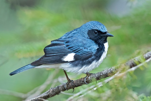 Black-throated Blue Warbler - Lynda Goff Photography