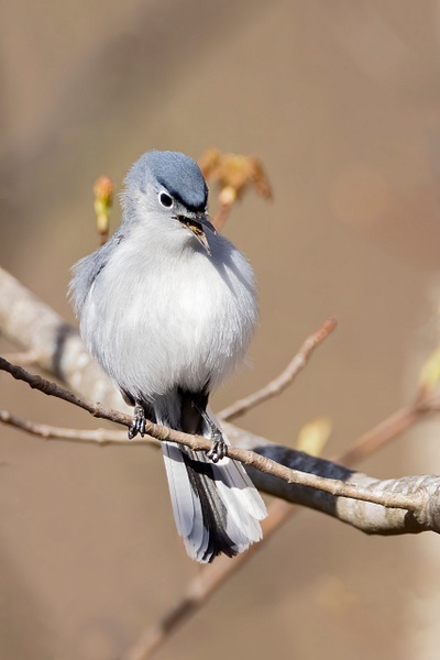 Blue-gray Gnatcatcher - Ohio Spring Migration 2022 - Lynda Goff Photography