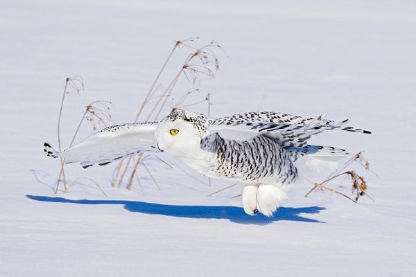 Snowy Owl hunting - Lynda Goff Photography