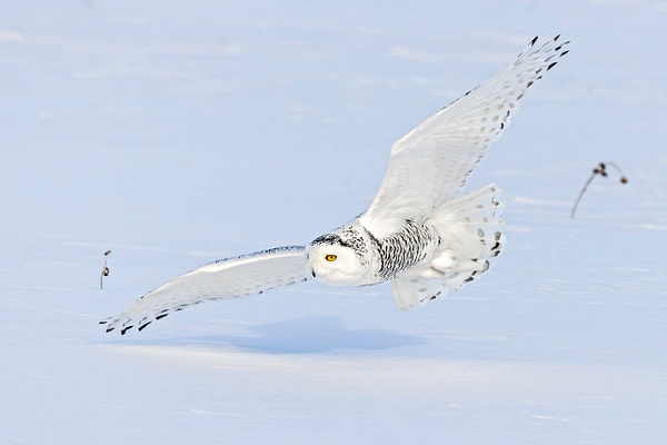 Snowy Owl with prey tucked into feet - Lynda Goff Photography 