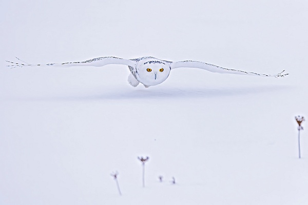 Snowy Owl stealth approach on prey - Lynda Goff Photography