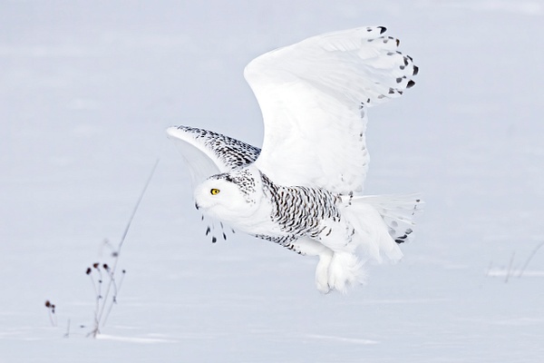 Snowy Owl with prey - New Photographs - Lynda Goff Photography 
