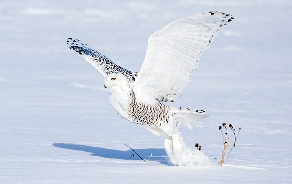 Snowy Owl - lift off with prey - Lynda Goff Photography 