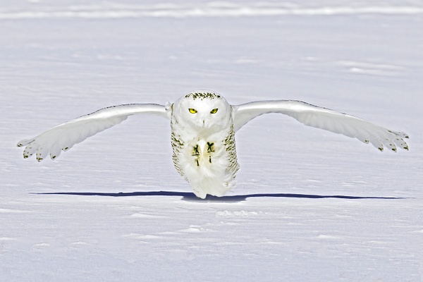 Snowy Owl hunting - Lynda Goff Photography